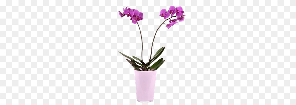 Send Orchids Online, Flower, Flower Arrangement, Plant, Orchid Png Image