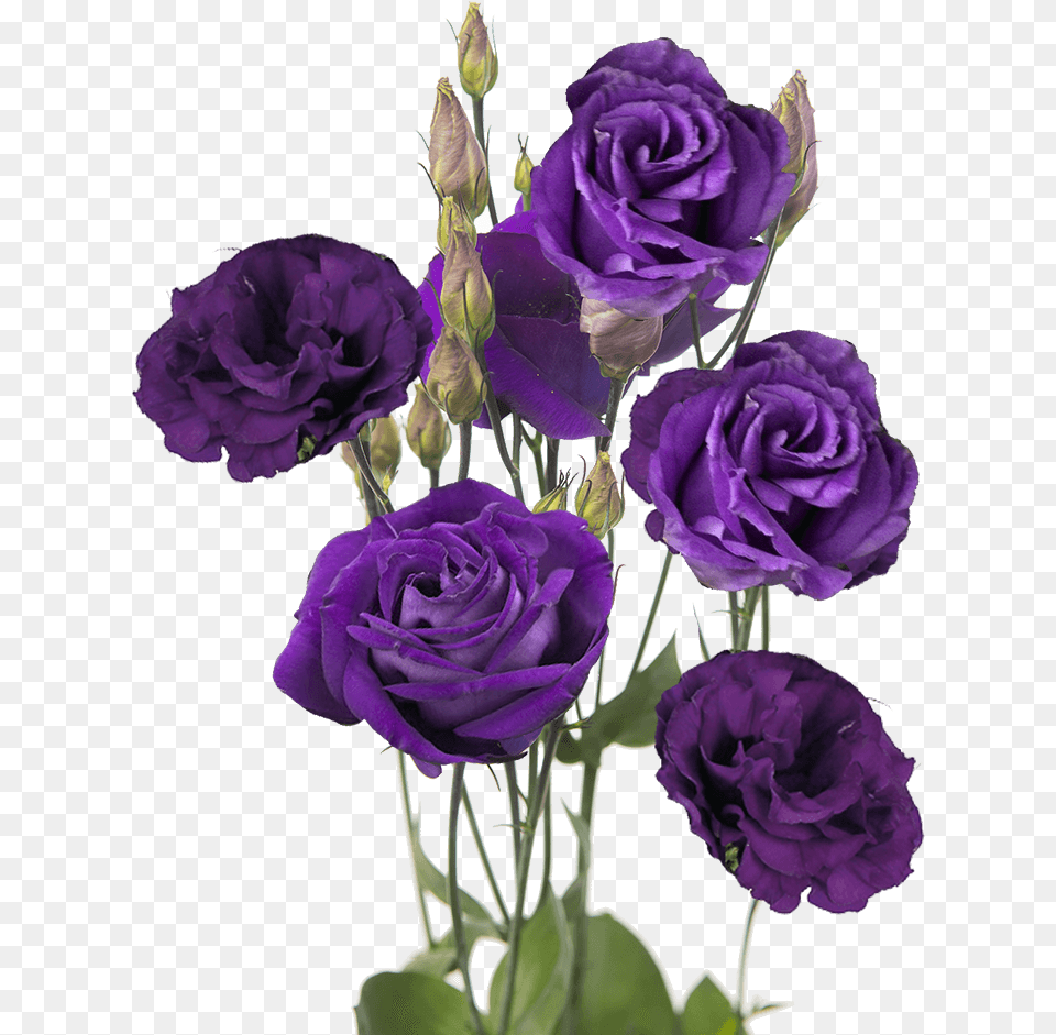 Send Purple Lisianthus Flowers Purple Lisianthus, Flower, Plant, Rose, Flower Arrangement Png Image