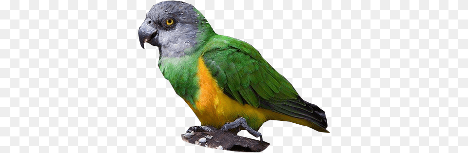 Senegal Parrot Niam Niam Parrot, Animal, Beak, Bird Free Png Download