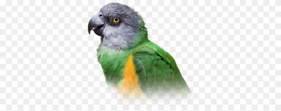 Senegal Parrot Personality Food U0026 Care U2013 Pet Birds By Budgie, Animal, Bird, Beak, Parakeet Free Transparent Png