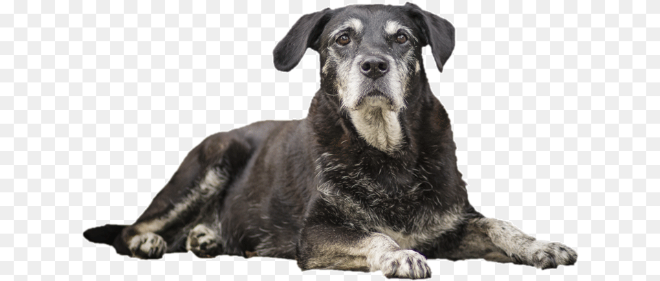 Senior Dog, Animal, Canine, Mammal, Pet Png