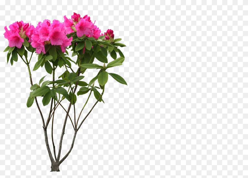 Sensational Design Free High Resolution Cl, Flower, Flower Arrangement, Geranium, Plant Png Image
