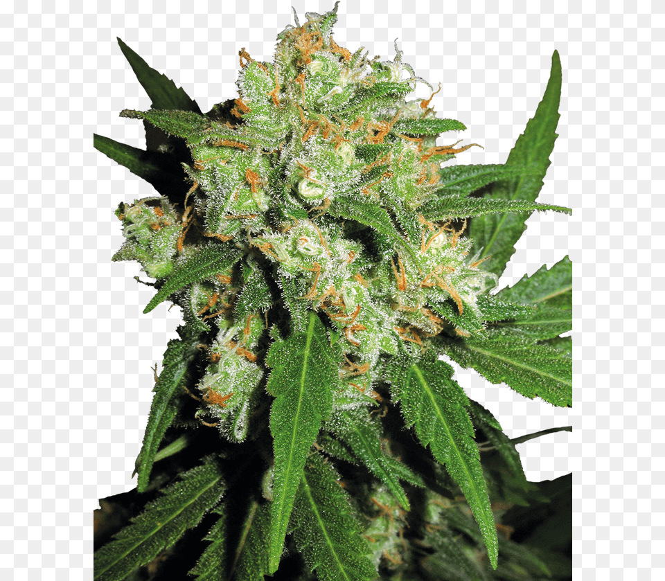 Sensi Skunk Sensi Seeds, Plant, Weed, Hemp, Leaf Free Png Download