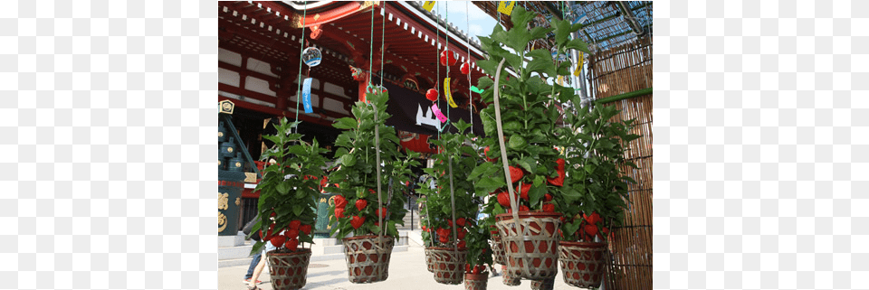 Senso Ji Temple Picket Fence, Vase, Pottery, Potted Plant, Jar Png