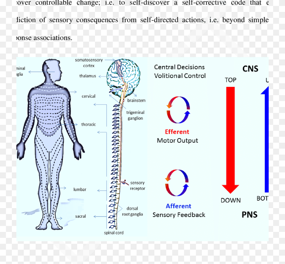 Sensory Motor Maps Nerves And Ganglia Across The Body Top Down Motor Control, Chart, Plot, Adult, Female Free Png