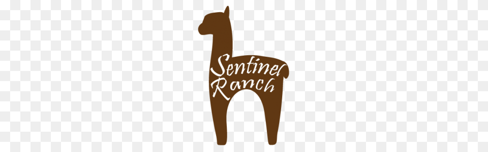 Sentinel Ranch Alpacas Bozeman Cvb, Animal, Mammal Free Transparent Png