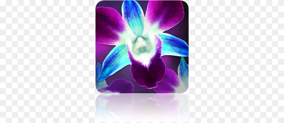 Separator New Lamdagen Corporation, Flower, Orchid, Plant, Petal Free Png Download