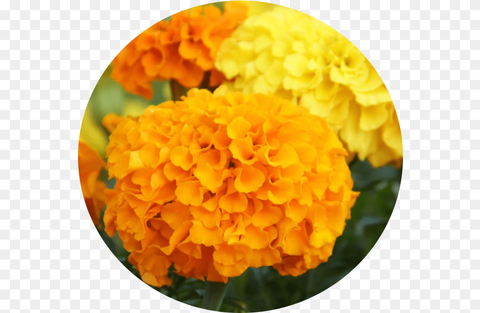 September Aster Marigold, Dahlia, Flower, Petal, Plant Png Image