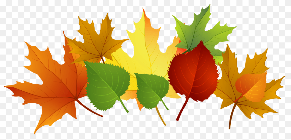 September Clipart Funny, Leaf, Plant, Tree, Maple Leaf Free Transparent Png