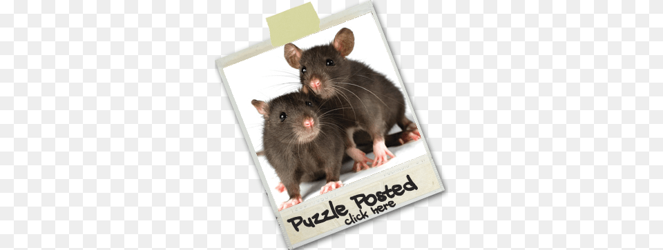 September Rats As Pets, Animal, Mammal, Rodent, Rat Free Transparent Png