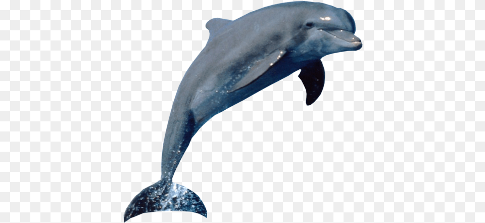 Sequence Of Animals, Animal, Dolphin, Mammal, Sea Life Png Image