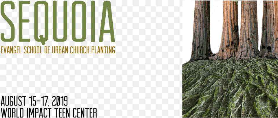 Sequoia Evangel Cps Web Header, Plant, Vegetation, Tree, Tree Trunk Free Png Download