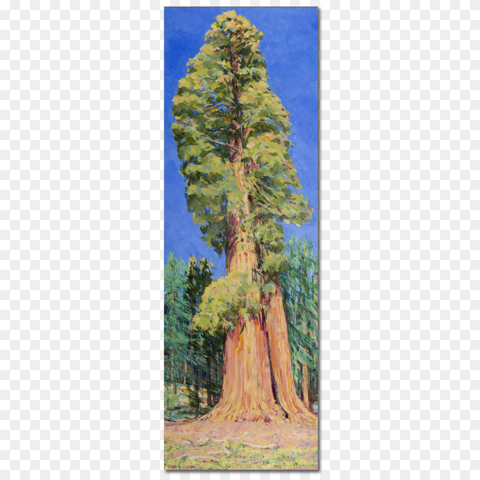 Sequoia Kings Canyon National Parks, Tree, Conifer, Plant, Tree Trunk Free Png