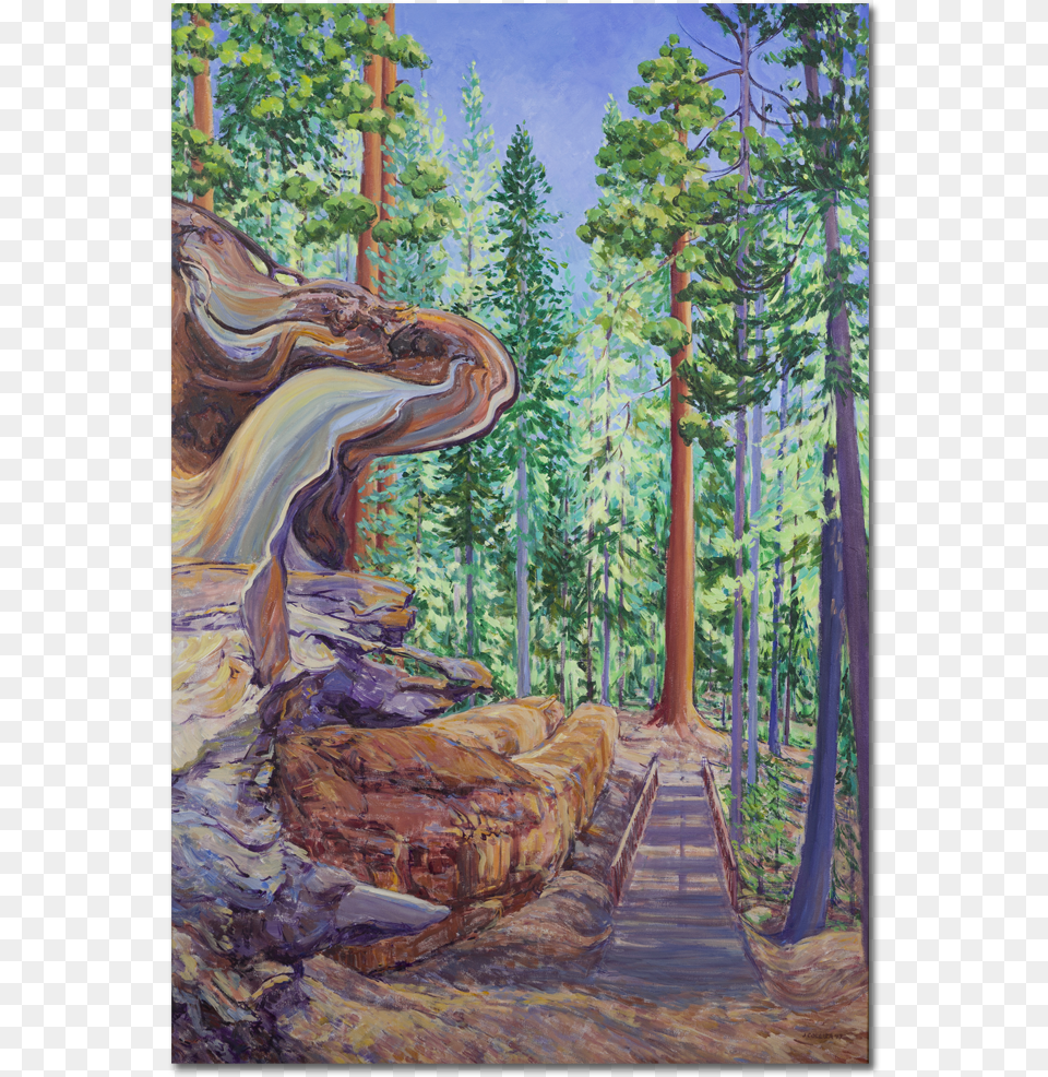 Sequoia National Forest Tree, Woodland, Vegetation, Plant, Path Free Png Download