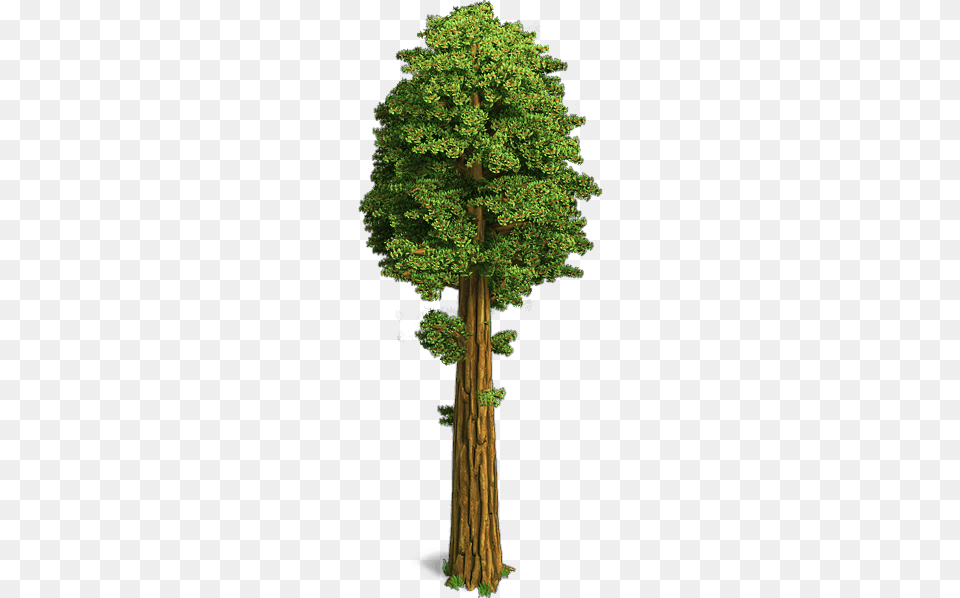 Sequoia Trees Gambel Oak, Plant, Tree, Tree Trunk, Conifer Png