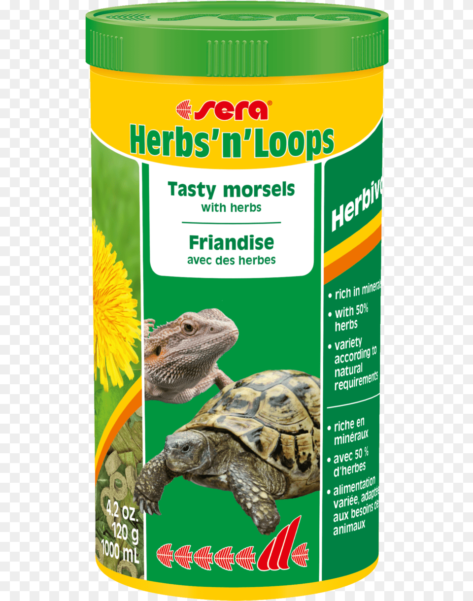 Sera Herbs And Loops, Animal, Reptile, Sea Life, Turtle Png Image