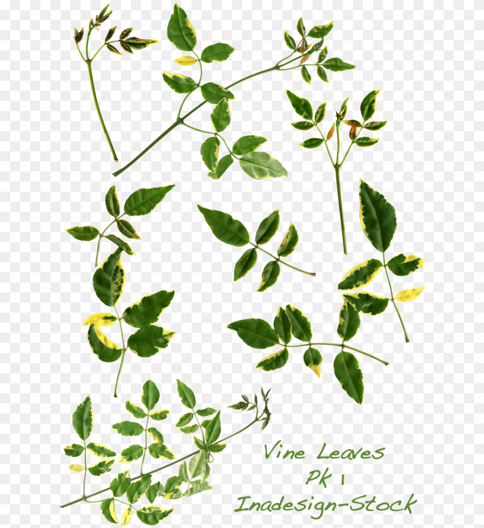 Serenity Clipart Vine Leaves Calligraphy, Herbal, Herbs, Leaf, Plant Png Image