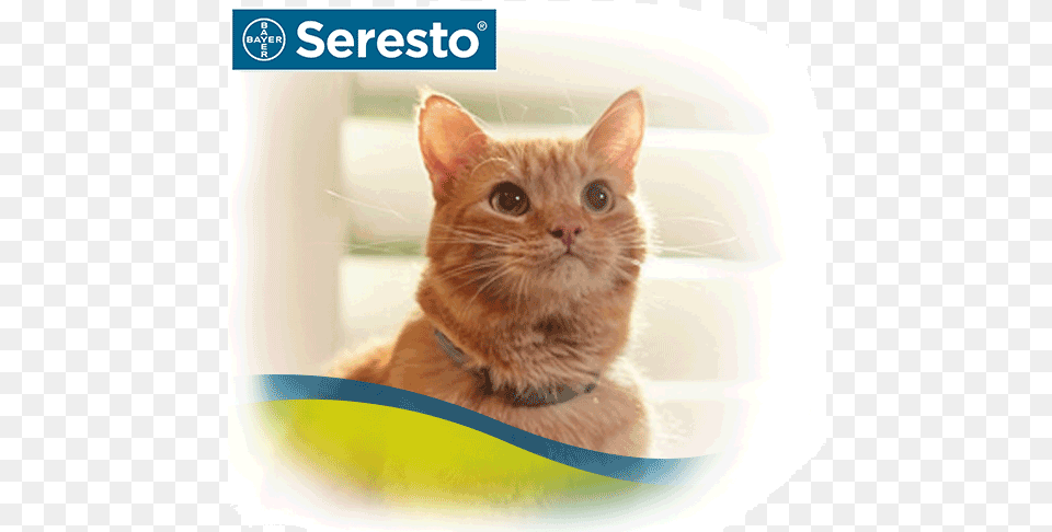 Seresto Flea Amp Tick Collar On Orange Cat Kitten, Animal, Mammal, Pet, Abyssinian Free Png Download