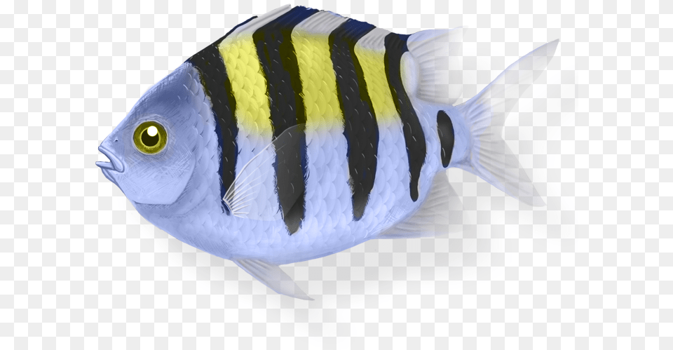Sergeant Major Fish Transparent, Animal, Sea Life, Angelfish, Surgeonfish Free Png
