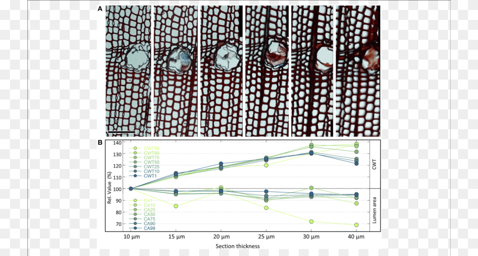 Series Of Cross Sections Of The Same Pinus Heldreichii Tracheid, Person, Adult, Male, Man Free Png