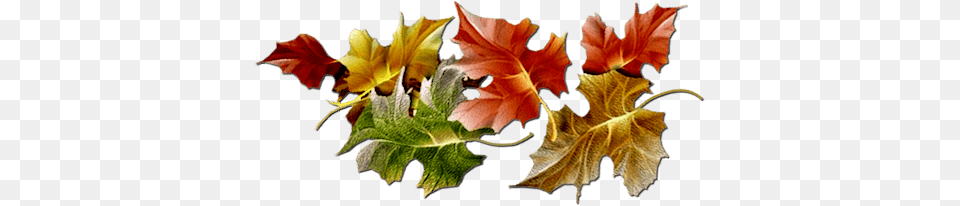 Series Of Maple Leaves, Leaf, Plant, Tree, Maple Leaf Free Png