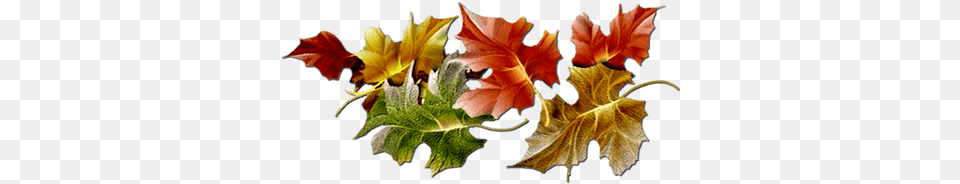 Series Of Maple Leaves Fall Divider, Leaf, Plant, Tree, Maple Leaf Free Transparent Png