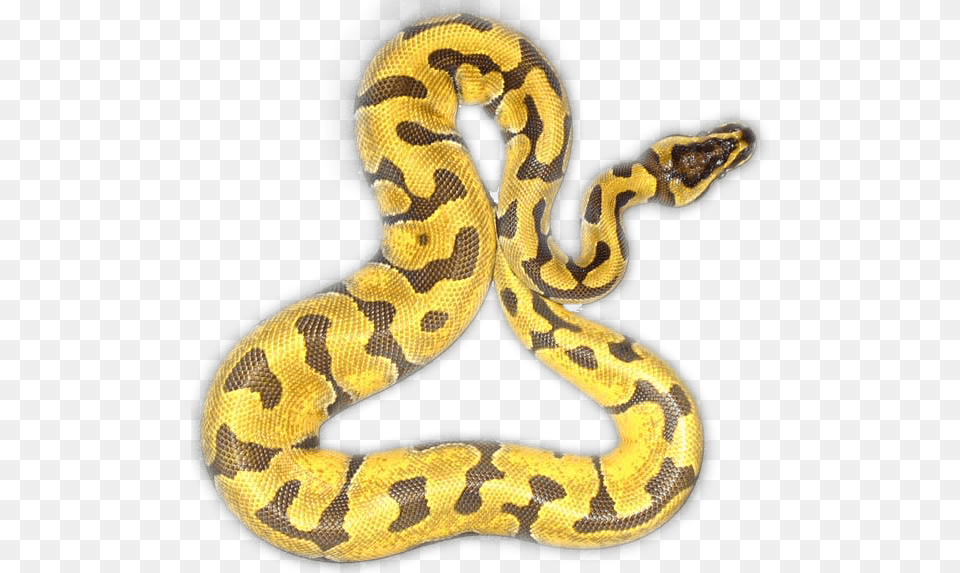 Serpent, Animal, Reptile, Snake, Rock Python Free Png Download