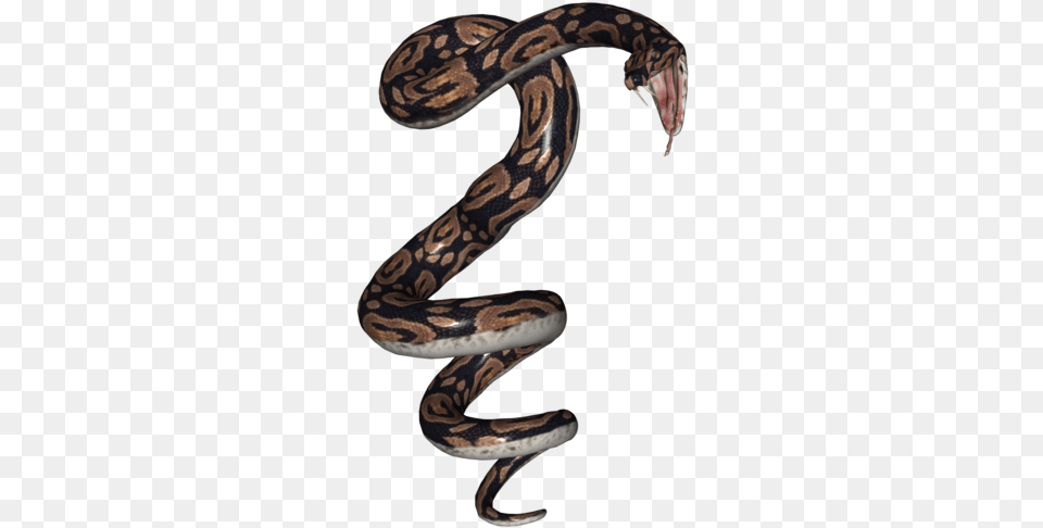 Serpent, Animal, Reptile, Snake, Rock Python Png Image