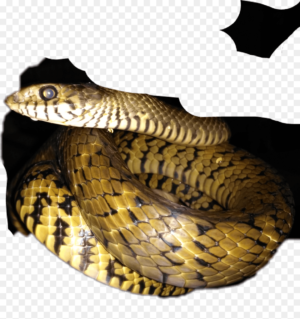 Serpent, Animal, Reptile, Snake Png