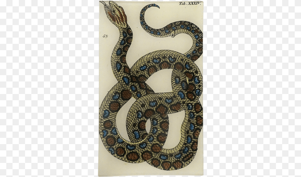 Serpent, Animal, Reptile, Snake Free Png Download