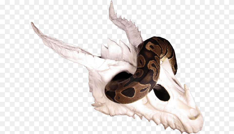 Serpent, Animal, Reptile, Snake Free Png