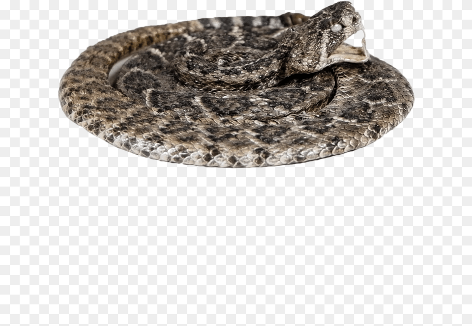 Serpent, Animal, Reptile, Snake, Rattlesnake Png Image