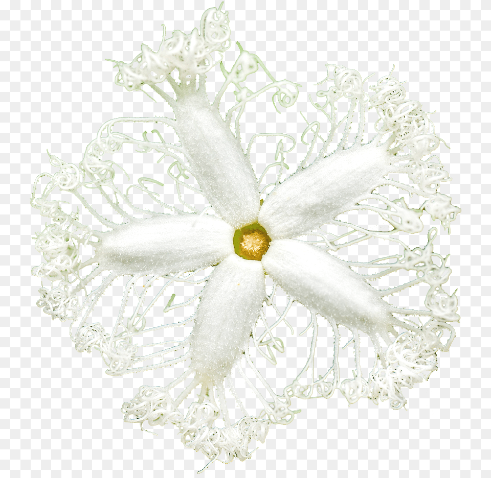 Serpent Gourd Flower Craft, Accessories, Plant, Lace, Jewelry Png Image