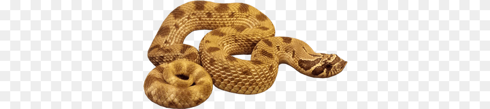 Serpiente, Animal, Reptile, Snake, Rattlesnake Png