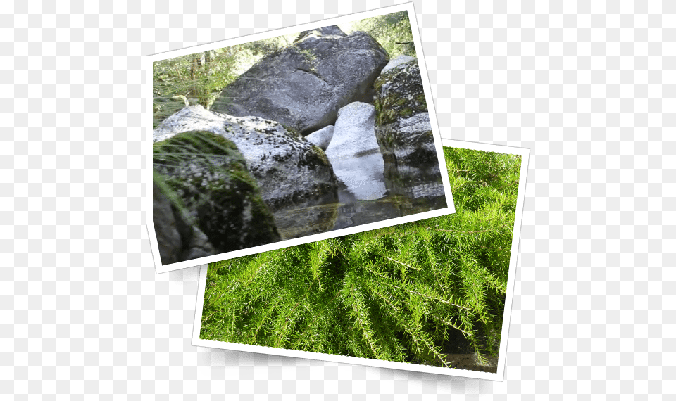 Serra Da Estrela Foto Grass, Art, Collage, Moss, Plant Free Png Download