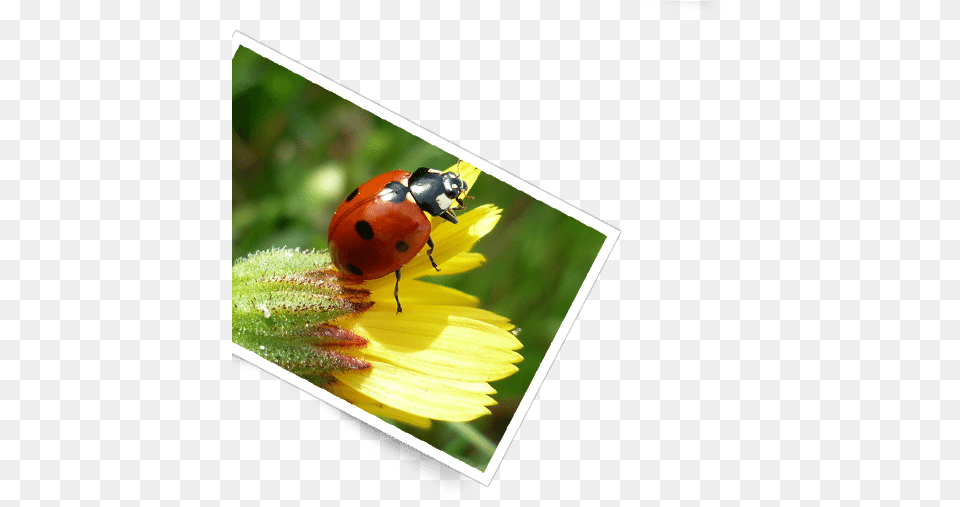 Serra Da Estrela Foto Ladybug, Animal, Insect, Invertebrate, Plant Free Png Download