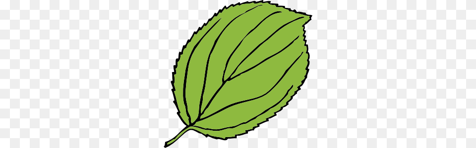 Serrate Leaf Clip Art, Plant, Herbal, Herbs, Mint Png