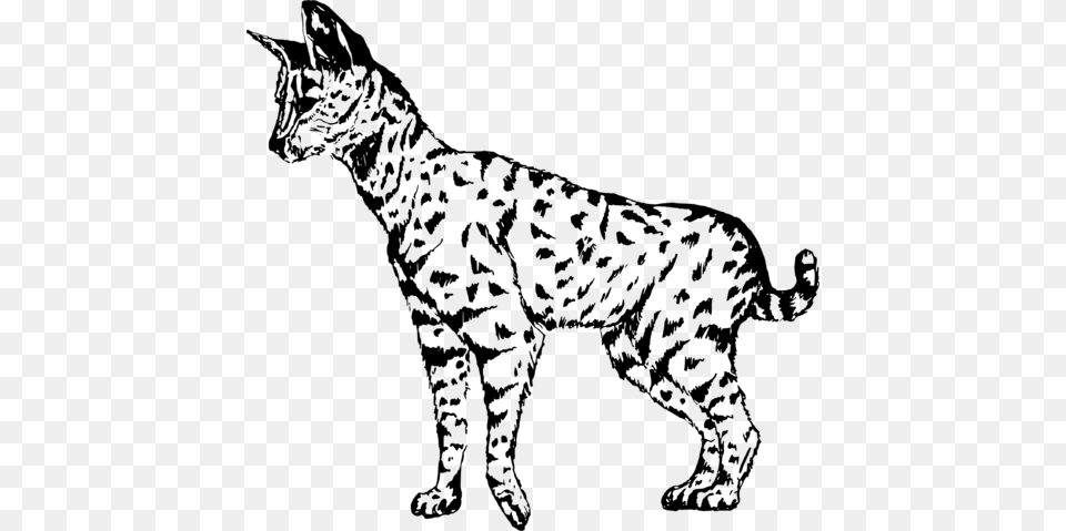 Serval Cat Drawing Vector Clipart Savannah Cat Vector, Gray Free Transparent Png