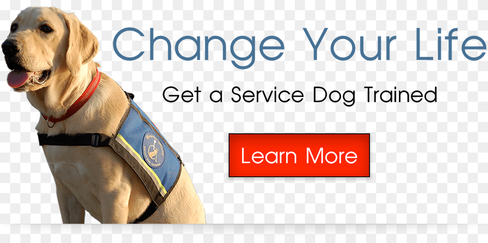 Service Dog, Animal, Canine, Pet, Mammal Png Image