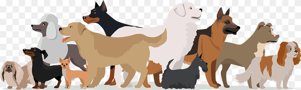 Service Dog, Animal, Pet, Mammal, Canine Png