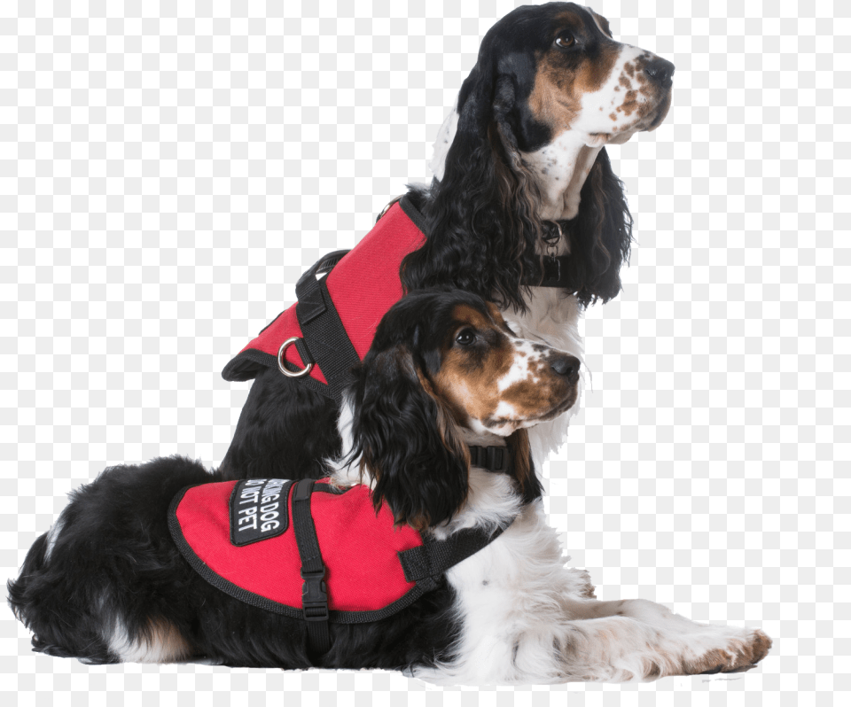 Service Dogs Landing, Clothing, Lifejacket, Vest, Animal Free Png Download