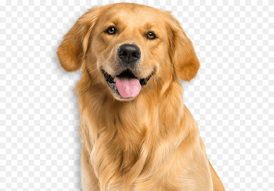 Service Dogs Tv Pg Golden Retriever Face, Animal, Canine, Dog, Golden Retriever Free Png