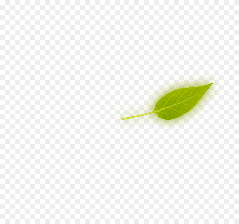 Services, Green, Herbal, Herbs, Leaf Png Image