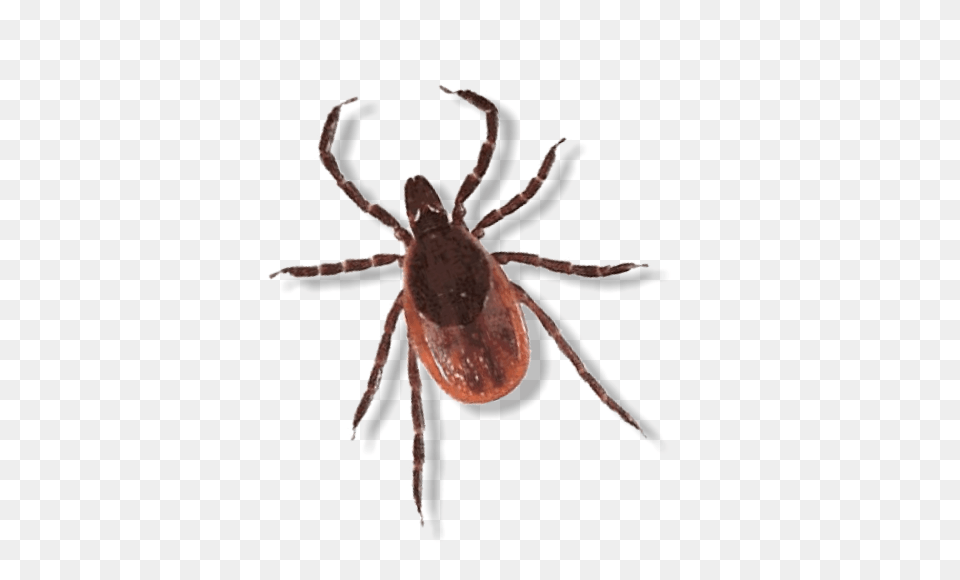 Services F, Animal, Insect, Invertebrate, Tick Png Image