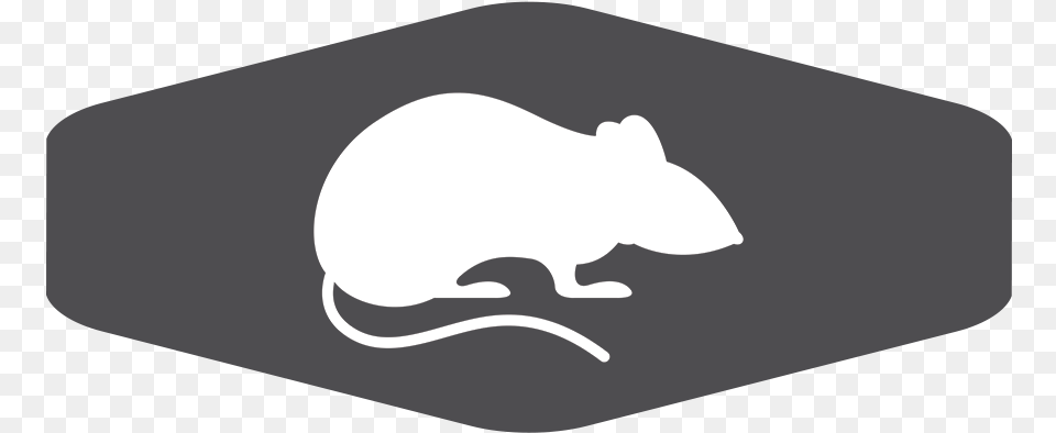 Services Gray Lg Padded Rodent, Animal, Mammal, Rat Png