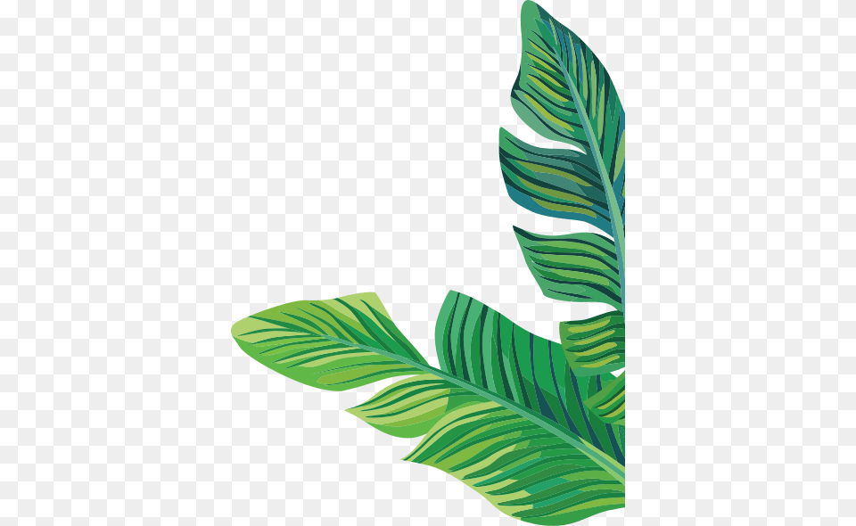 Services Myolab, Leaf, Plant Free Transparent Png