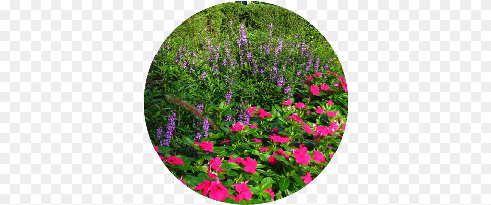 Services Periwinkle, Outdoors, Flower, Garden, Geranium Png Image