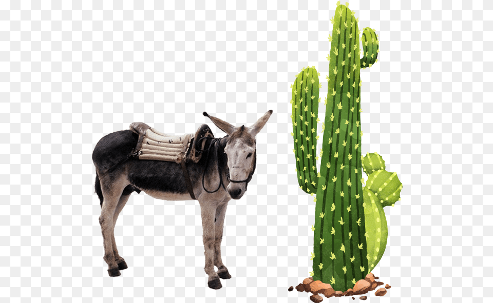 Servicio A Domicilio Cactus, Plant, Animal, Donkey, Mammal Free Png