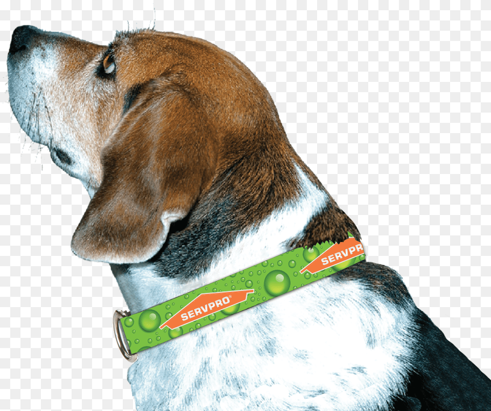 Servpro Dog Collar Beagle Harrier, Animal, Pet, Canine, Mammal Png