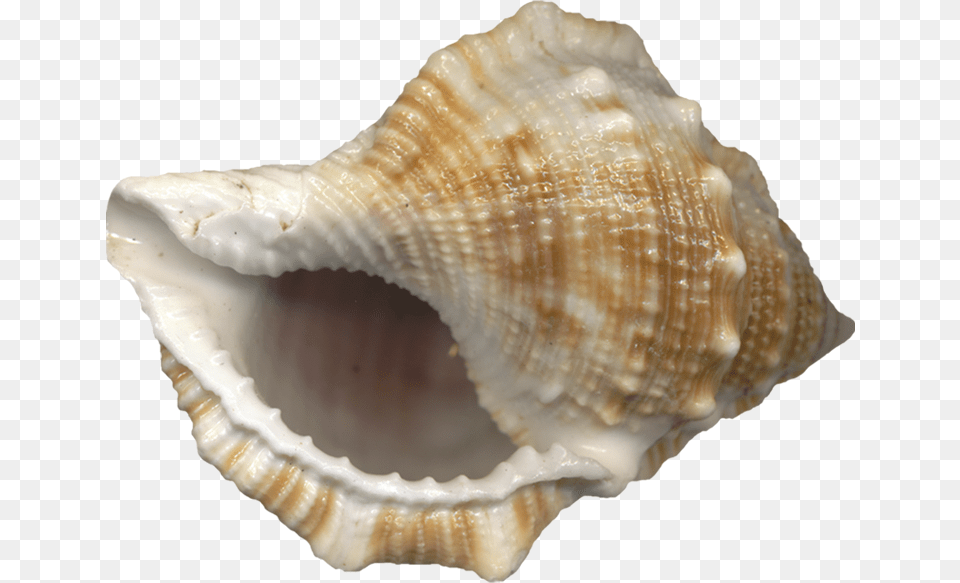 Ses Gelen Deniz Kabuu Conch Shell No Background, Animal, Invertebrate, Sea Life, Seashell Free Png Download
